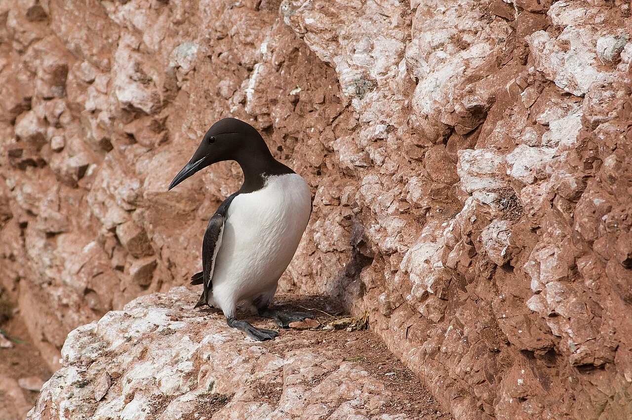 Common Murre (Uria aalge) — photo 2 of 5