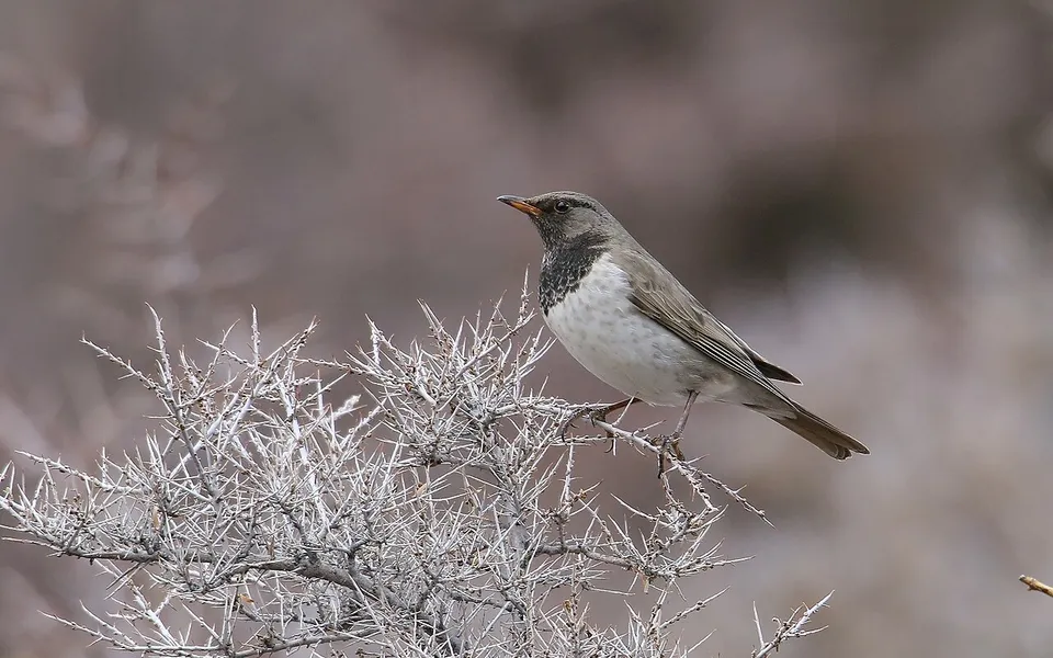 Black-throated Thrush (Turdus atrogularis) — photo 5 of 6