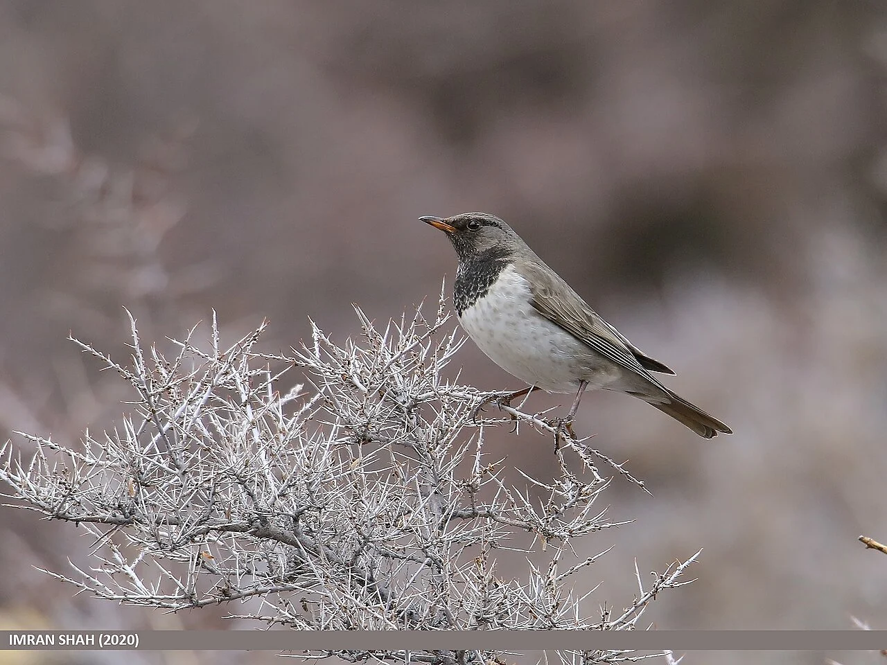 Black-throated Thrush (Turdus atrogularis) — photo 5 of 6