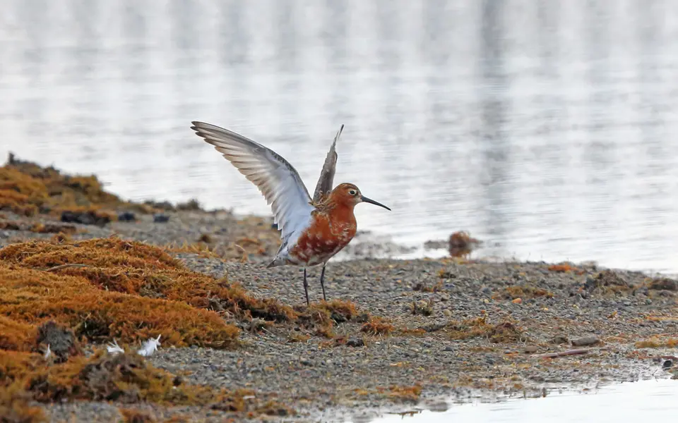 Curlew Sandpiper (Calidris ferruginea) — photo 2 of 3