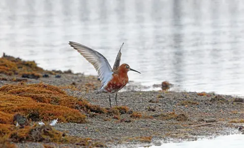 Curlew Sandpiper (Calidris ferruginea) — photo 2 of 3