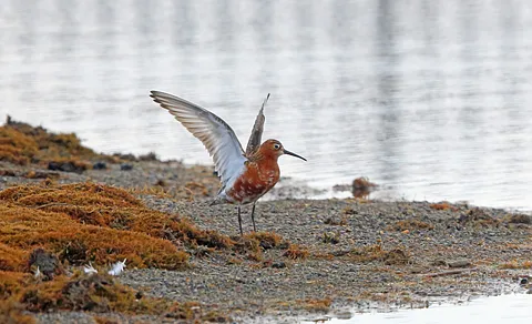 Curlew Sandpiper