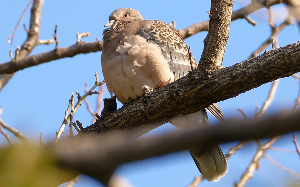 Oriental Turtle Dove (Streptopelia orientalis) — photo 5 of 8