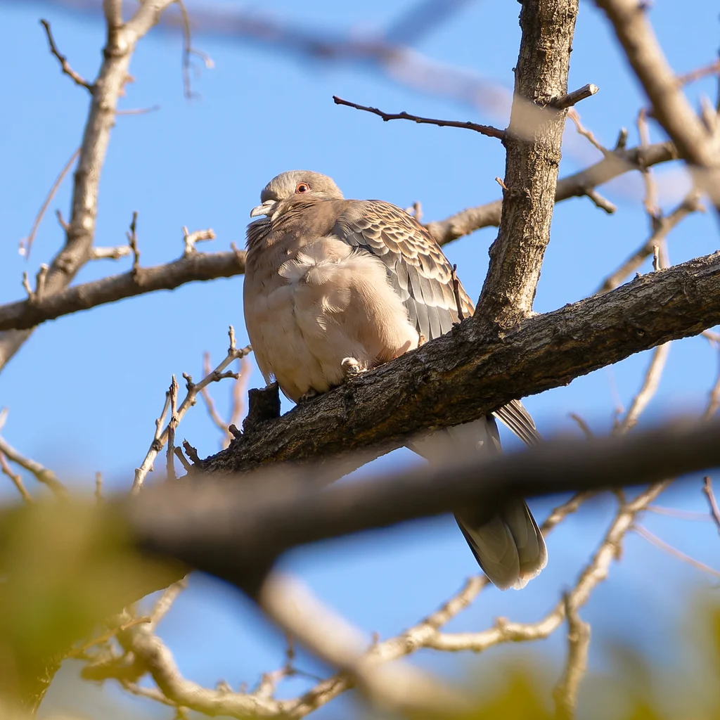 Oriental Turtle Dove (Streptopelia orientalis) — photo 5 of 8
