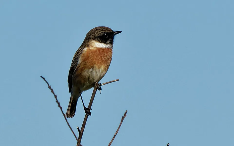 European Stonechat (Saxicola rubicola) — photo 5 of 7
