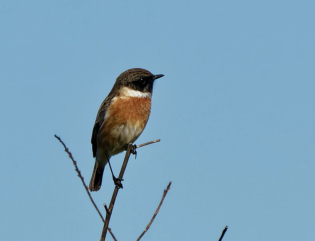 European Stonechat (Saxicola rubicola) — photo 5 of 7