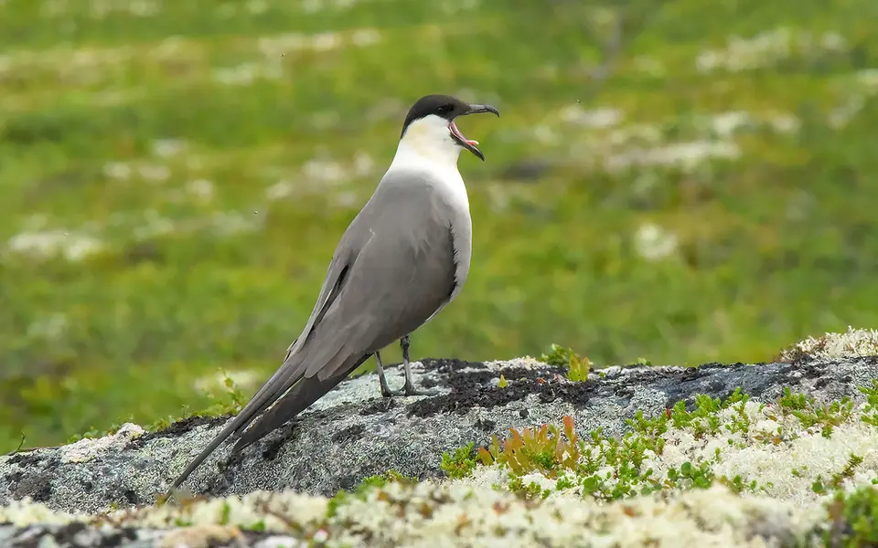 Long-tailed Jaeger (Stercorarius longicaudus) — photo 5 of 8