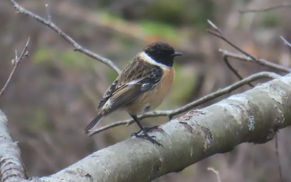 European Stonechat (Saxicola rubicola) — photo 6 of 7