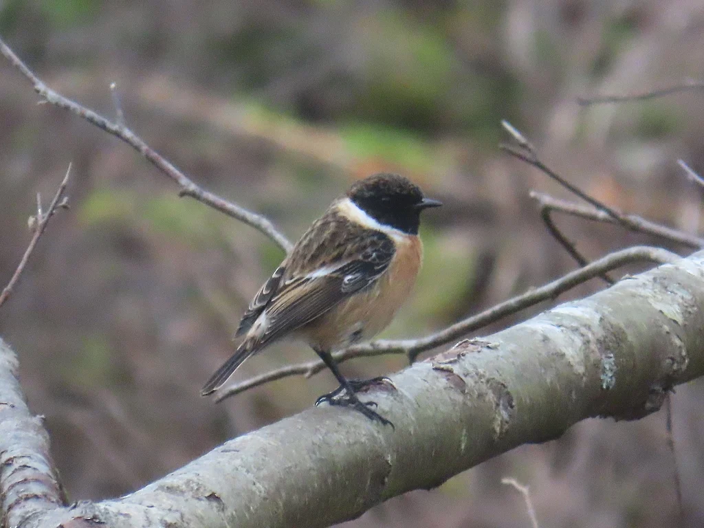 European Stonechat (Saxicola rubicola) — photo 6 of 7