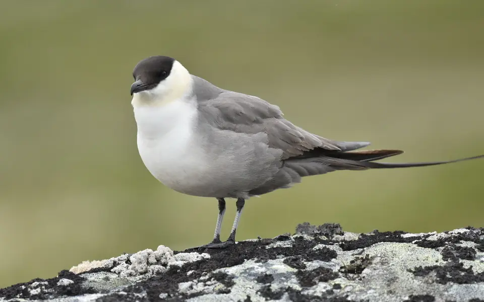 Long-tailed Jaeger (Stercorarius longicaudus) — photo 2 of 8
