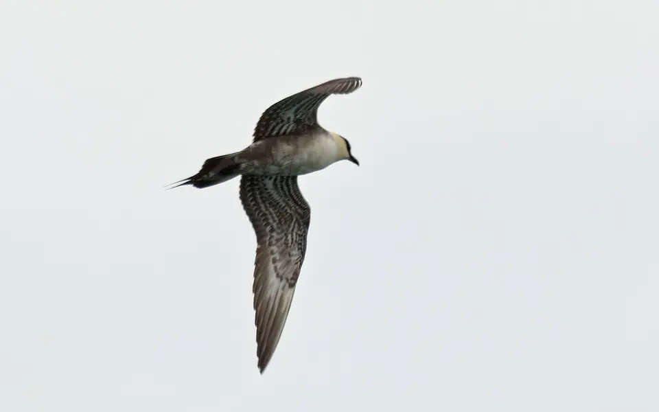 Long-tailed Jaeger (Stercorarius longicaudus) — photo 6 of 8