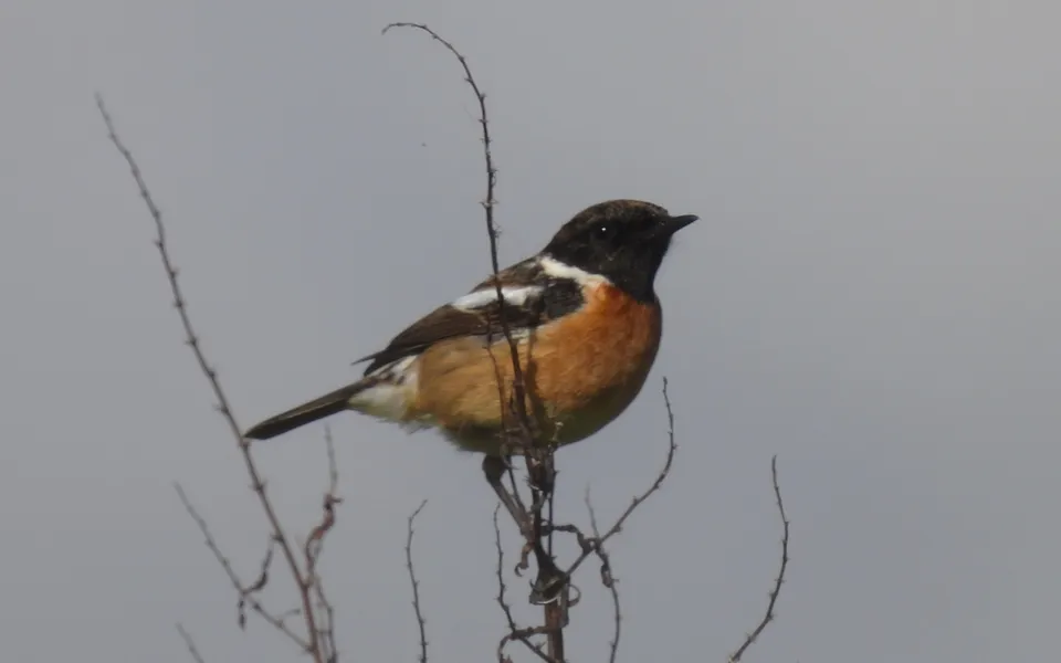 European Stonechat (Saxicola rubicola) — photo 2 of 7