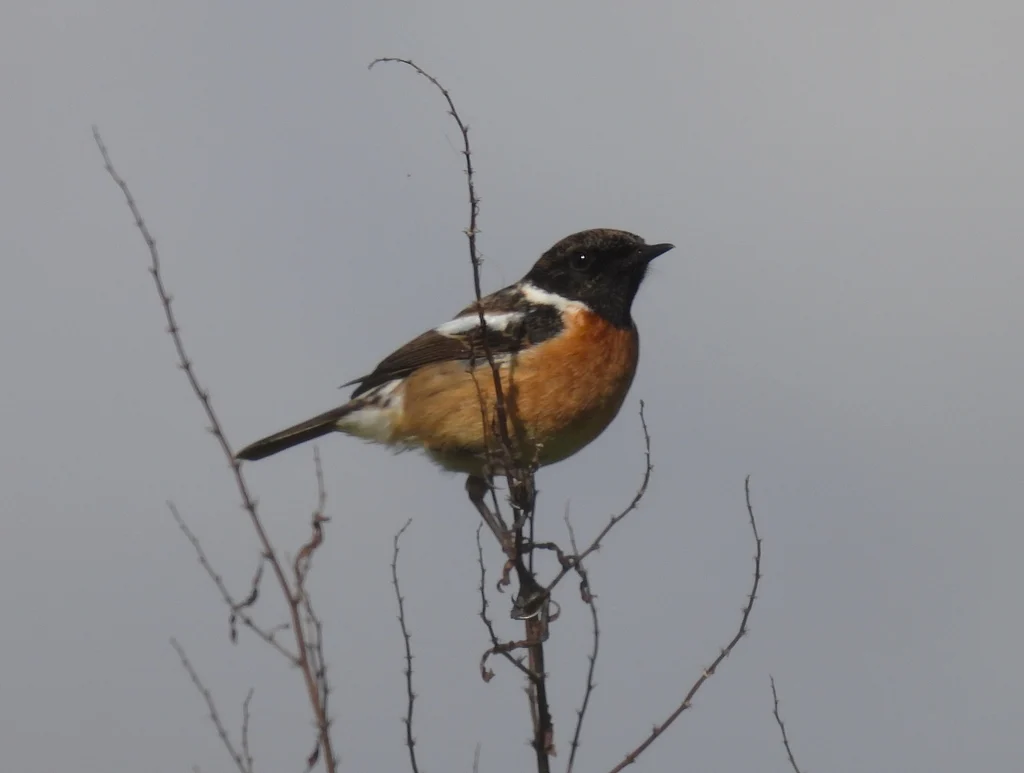 European Stonechat (Saxicola rubicola) — photo 2 of 7