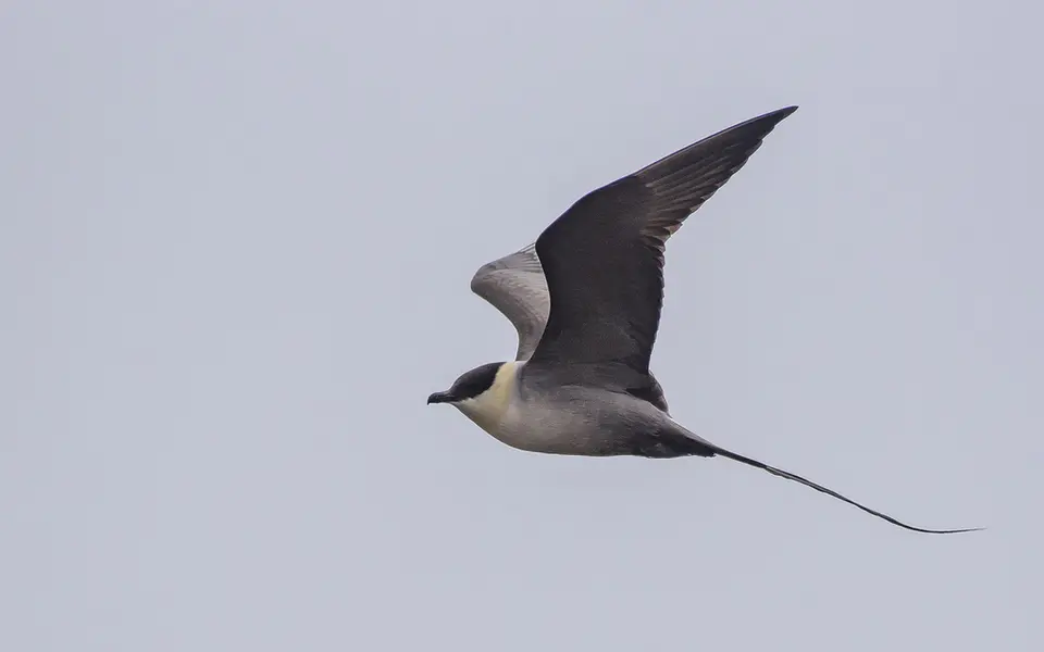 Long-tailed Jaeger (Stercorarius longicaudus) — photo 7 of 8
