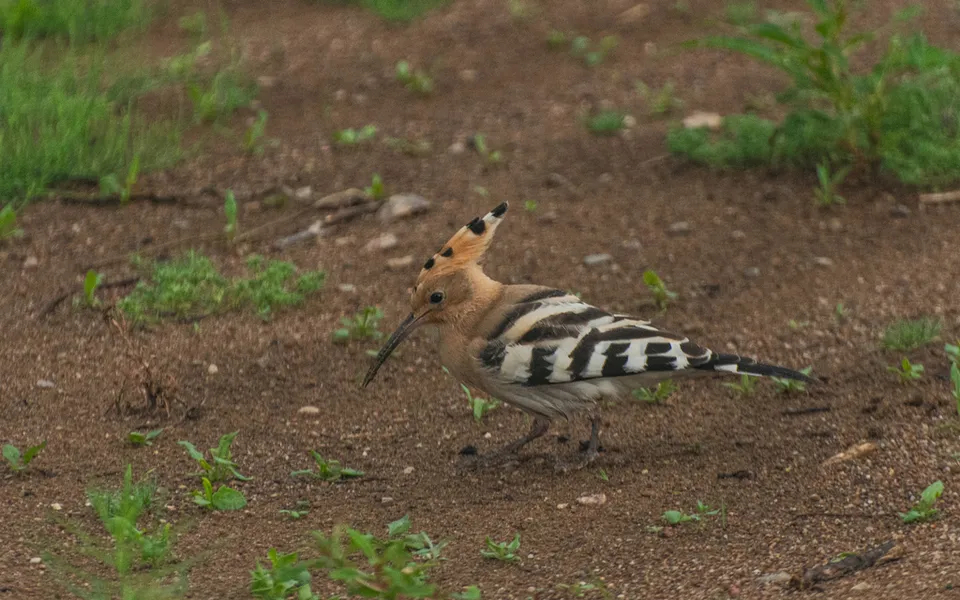 Eurasian Hoopoe (Upupa epops) — photo 4 of 7