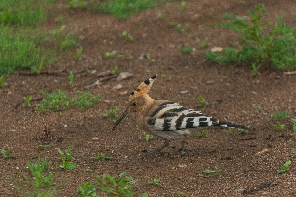 Eurasian Hoopoe (Upupa epops) — photo 4 of 7