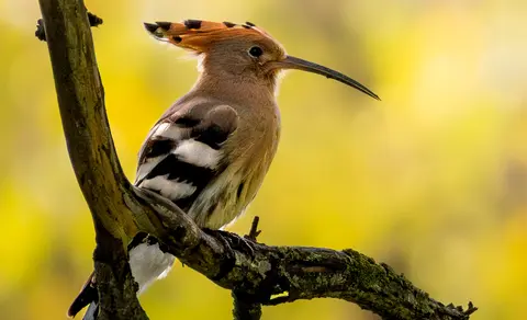 Eurasian Hoopoe (Upupa epops) — photo 3 of 6