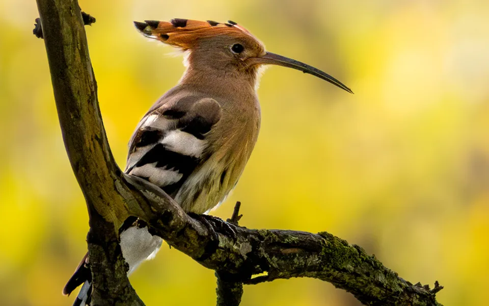 Eurasian Hoopoe (Upupa epops) — photo 7 of 7