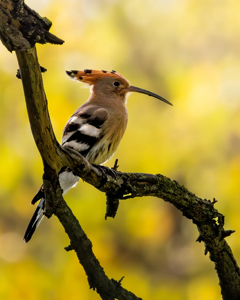 Eurasian Hoopoe (Upupa epops) — photo 7 of 7