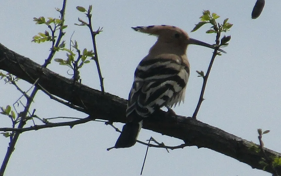Eurasian Hoopoe (Upupa epops) — photo 1 of 7