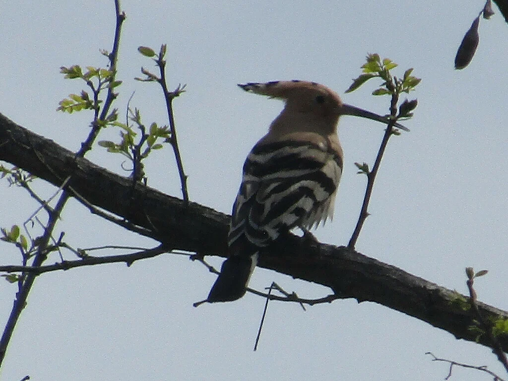 Eurasian Hoopoe (Upupa epops) — photo 1 of 7