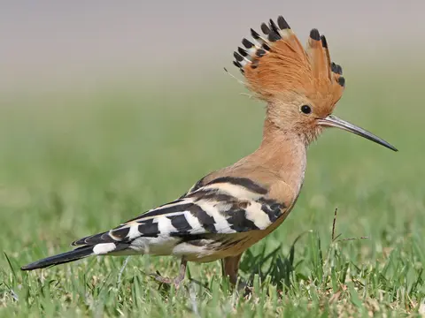 Eurasian Hoopoe