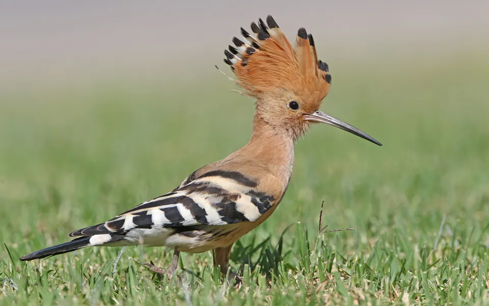 Eurasian Hoopoe (Upupa epops) — photo 5 of 7