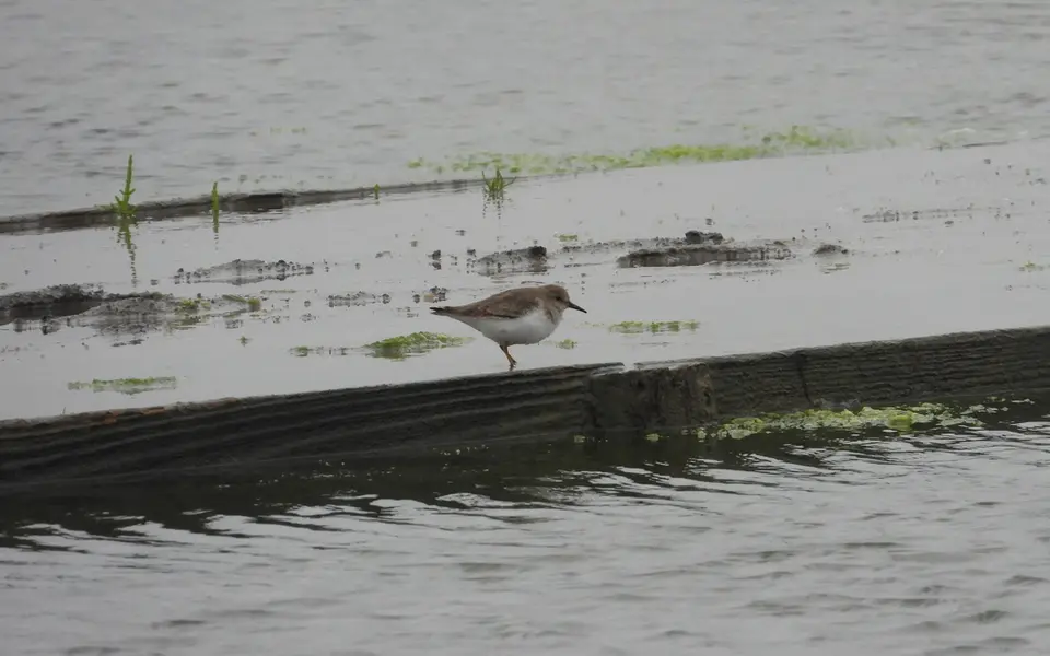 Temminck's Stint (Calidris temminckii) — photo 5 of 5
