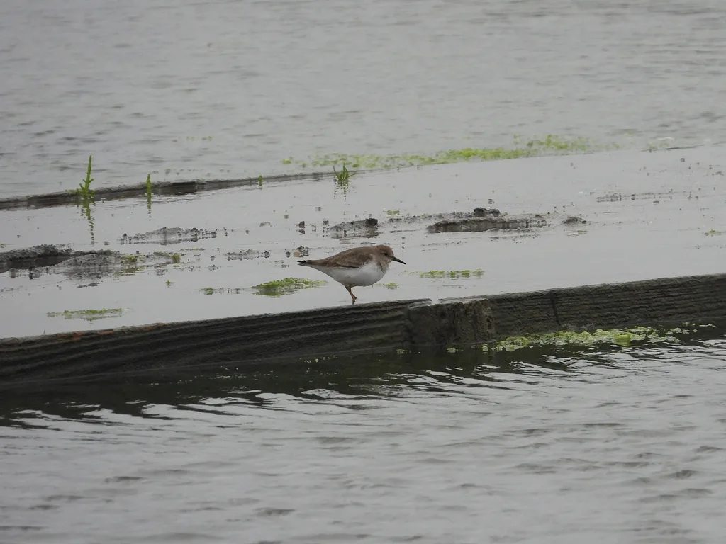 Temminck's Stint