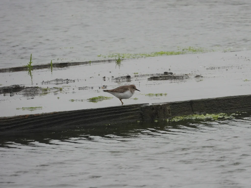Temminck's Stint