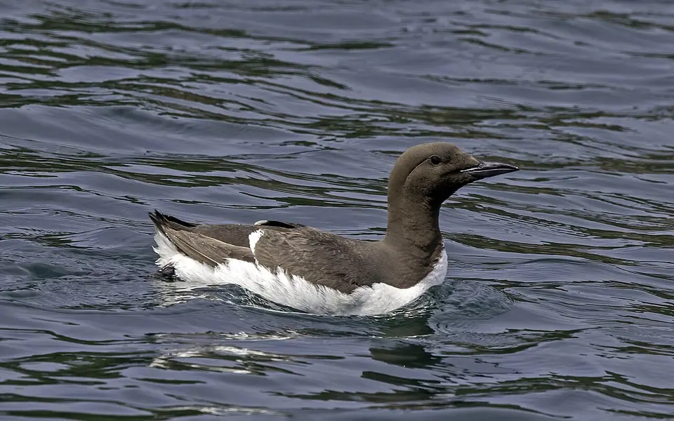 Common Murre (Uria aalge) — photo 3 of 5