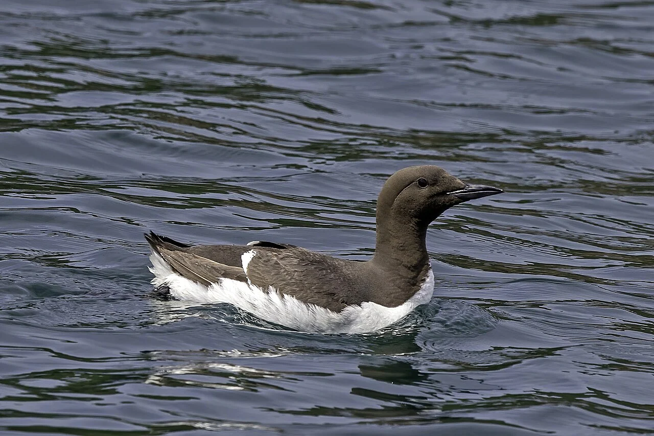 Common Murre (Uria aalge) — photo 3 of 5