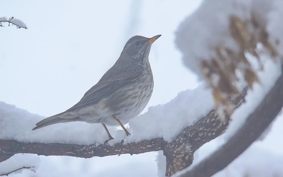 Black-throated Thrush (Turdus atrogularis) — photo 2 of 6