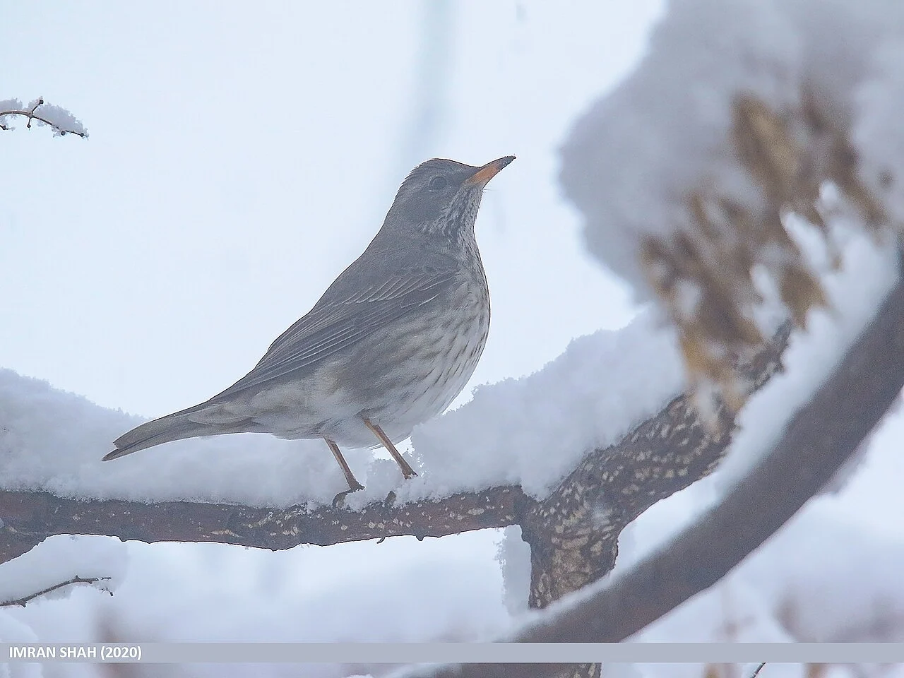 Black-throated Thrush (Turdus atrogularis) — photo 2 of 6