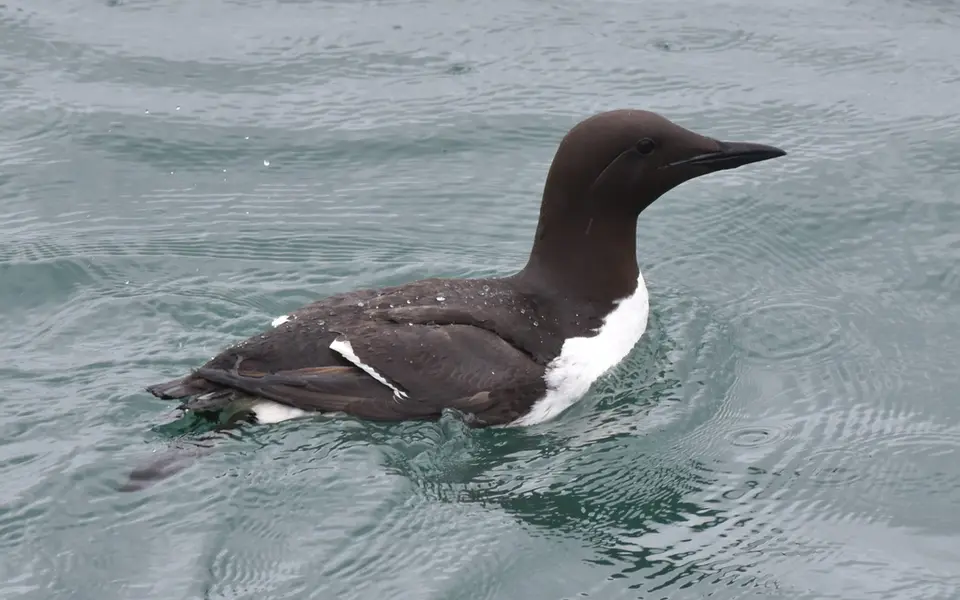 Common Murre (Uria aalge) — photo 5 of 5