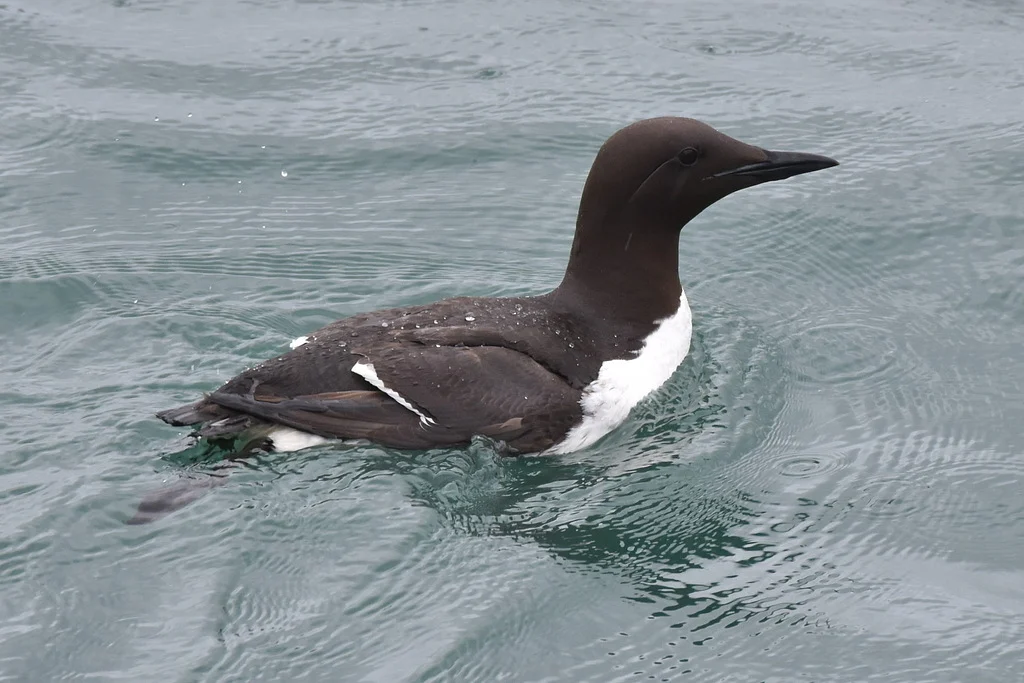 Common Murre (Uria aalge) — photo 5 of 5