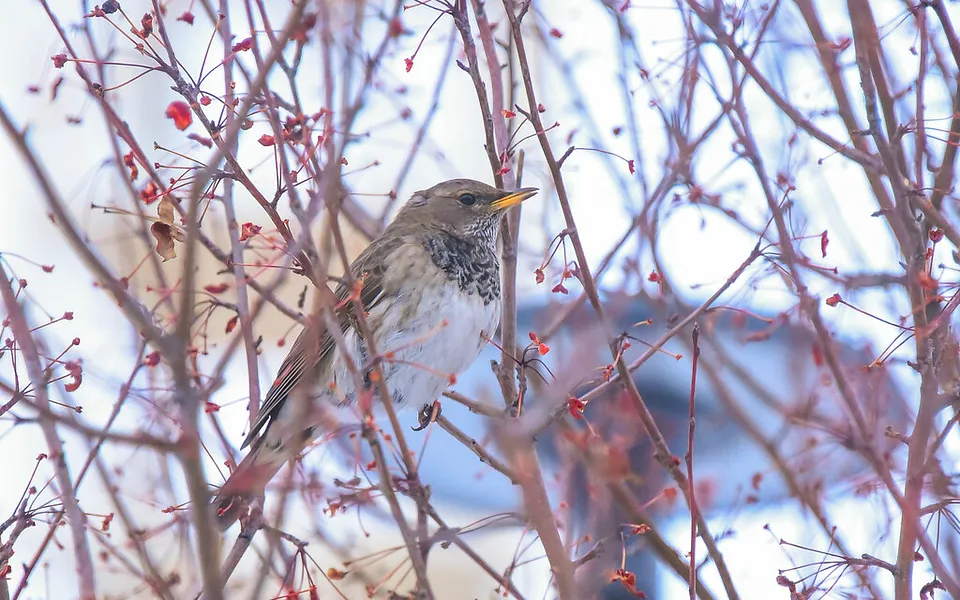 Black-throated Thrush (Turdus atrogularis) — photo 1 of 6