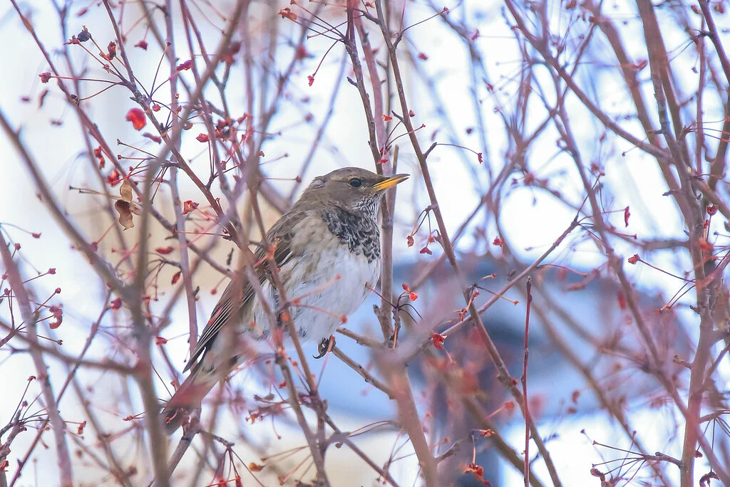 Black-throated Thrush (Turdus atrogularis) — photo 1 of 6
