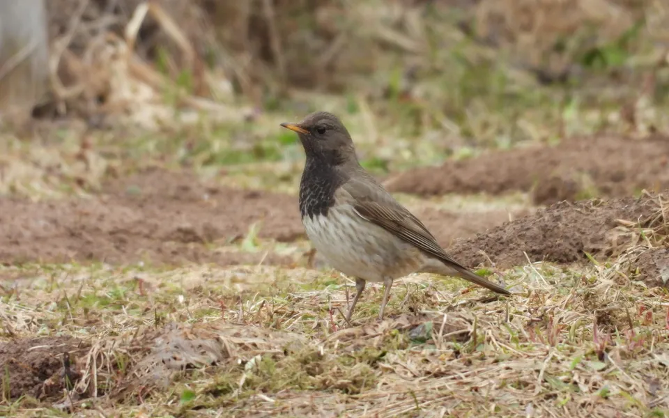 Black-throated Thrush (Turdus atrogularis) — photo 3 of 6