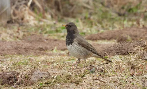 Black-throated Thrush (Turdus atrogularis) — photo 3 of 6