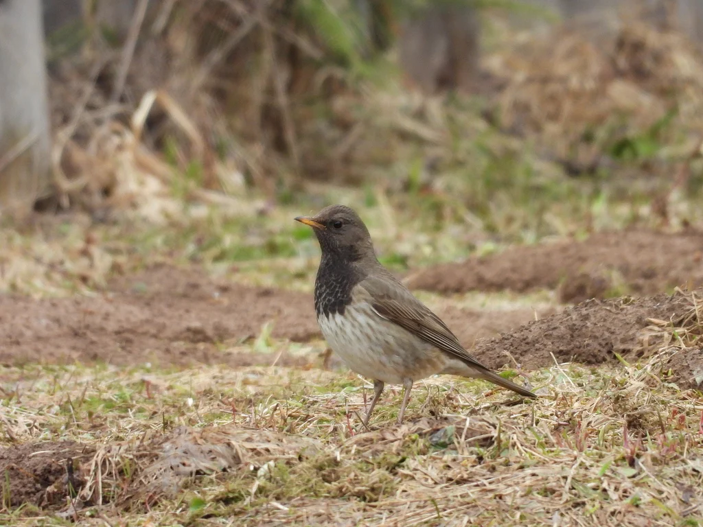 Black-throated Thrush (Turdus atrogularis) — photo 3 of 6