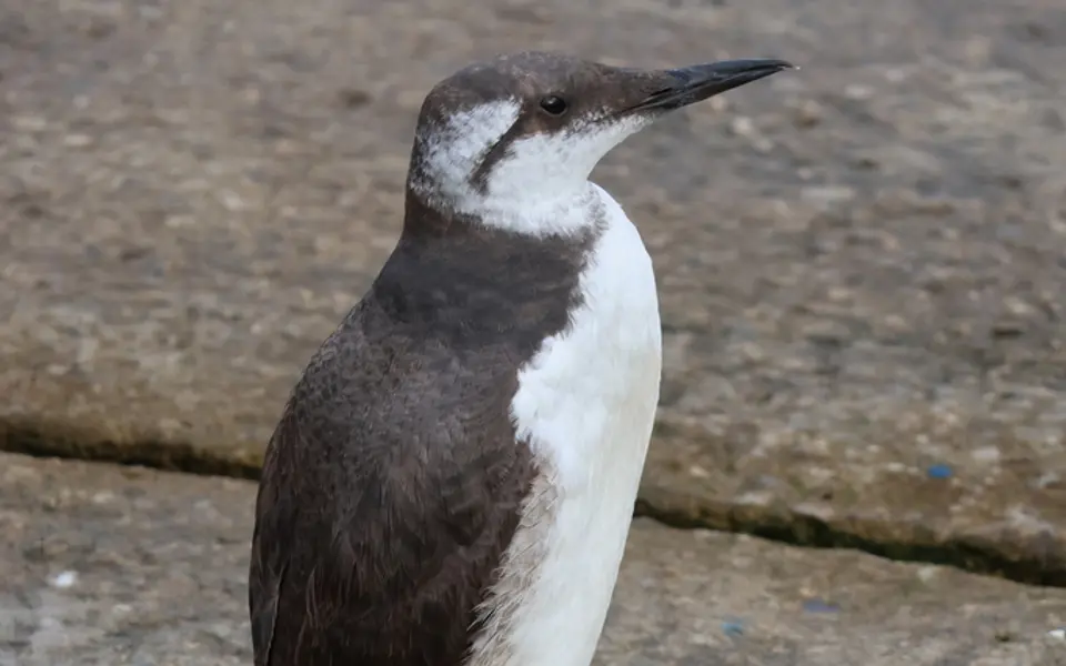 Common Murre (Uria aalge) — photo 4 of 5