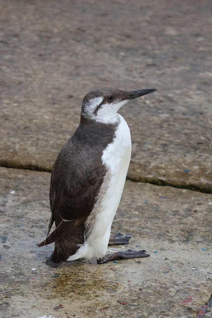 Common Murre (Uria aalge) — photo 4 of 5