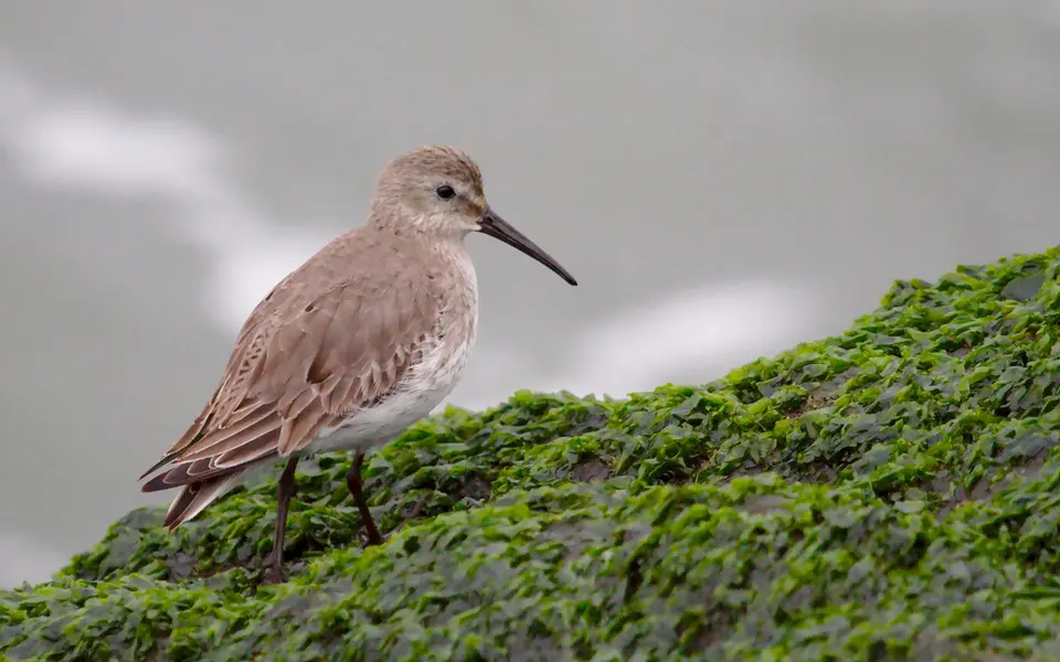 Dunlin (Calidris alpina) — photo 5 of 5