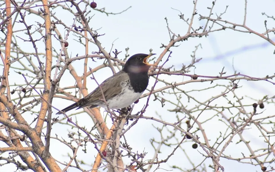 Black-throated Thrush (Turdus atrogularis) — photo 4 of 6