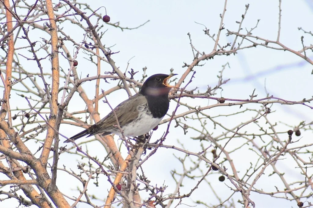 Black-throated Thrush (Turdus atrogularis) — photo 4 of 6